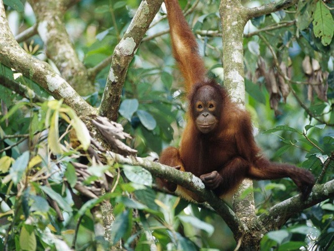 Đười ươi Borneo bao gồm ba nhánh, phân bố ở vùng Tây Bắc, Đông Bắc và trung tâm