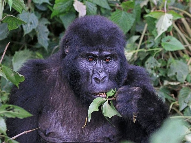 Khỉ đột núi có tên khoa học là mountain gorillas