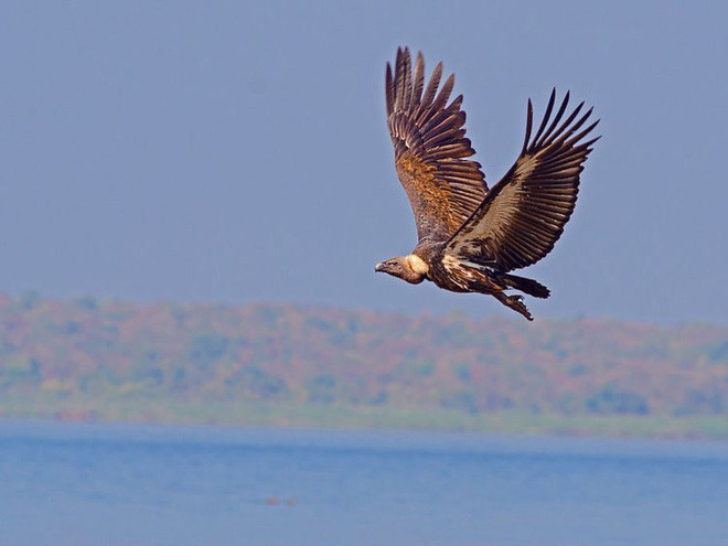 Kền kền Bengal là một trong những loài chim bay nhanh nhất thế giới