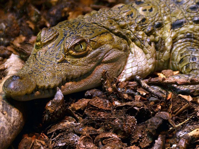 ố lượng cá thể cá sấu Philippines chỉ còn dưới 200 con
