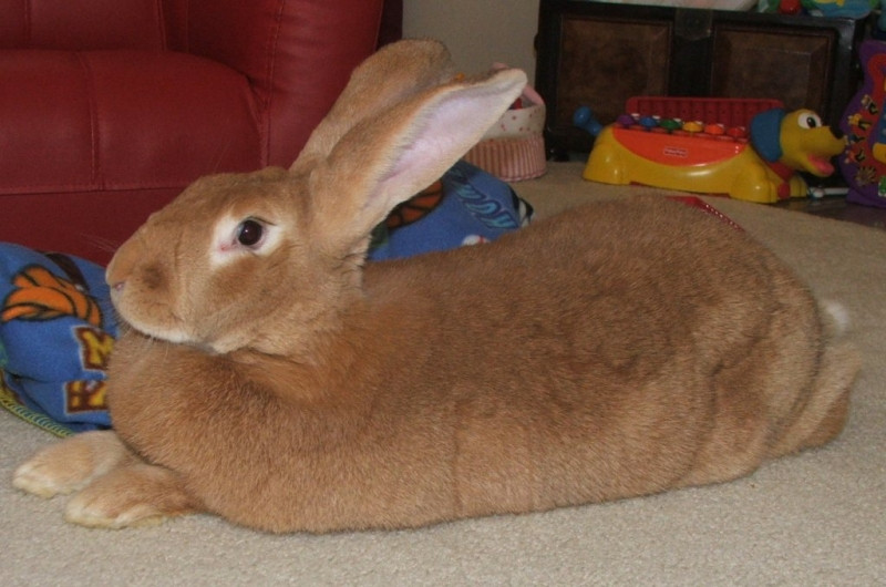 Flemish Giant Rabbit - Nguồn Internet