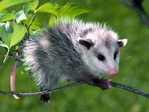 Opossum được biết với một cái tên khác là chồn túi