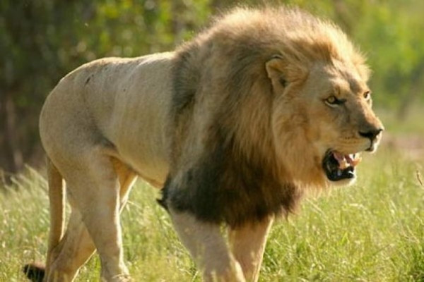 Lion là tên gọi của sư tử, là một đại miêu trong họ nhà mèo và là một chi của loài Báo