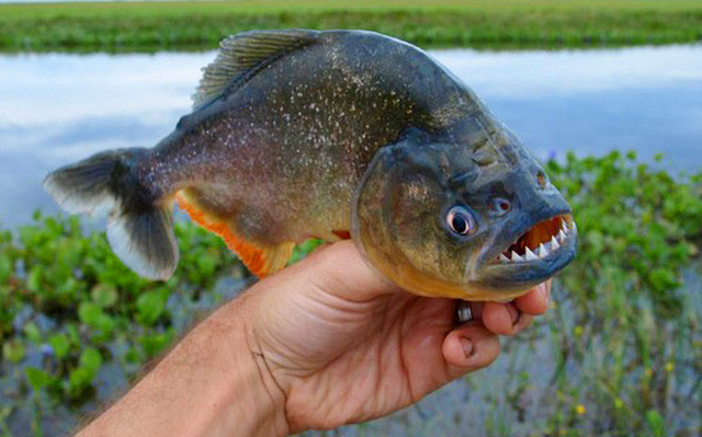 Cá Piranha có thể xé thịt của con mồi ra khỏi xương chỉ trong vòng chưa tới vài giây.