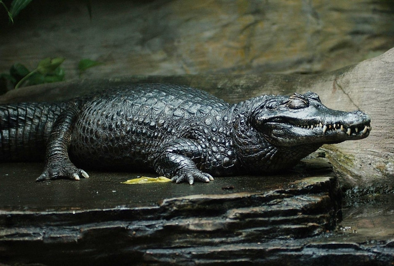 Cá sấu Caiman đen là loài gây nguy hiểm nhất cho loài người.