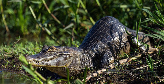 Cá sấu đen Caiman là động vật ăn thịt