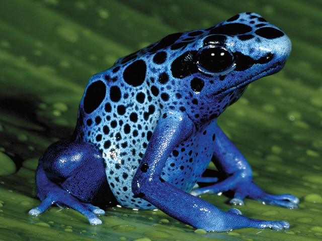 Loài ếch phi tiêu độc có bề ngoài khá rực rỡ và bắt mắt.