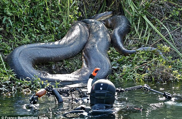 Loài trăn Anaconda khổng lồ với kích thước không tưởng