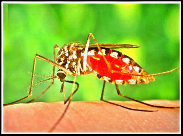 Muỗi rừng Amazon chứa dòng virut gây bệnh như sốt rét, sốt xuất huyết