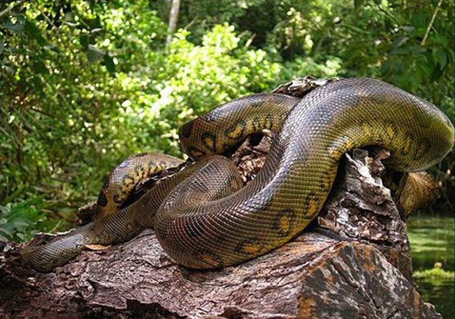 Trăn Anaconda khổng lồ