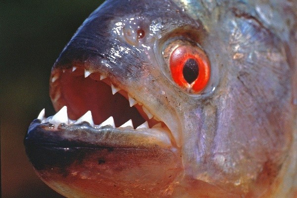 Cá Piranha sở hữu những chiếc răng hình tam giác, sắc như một con dao cạo.