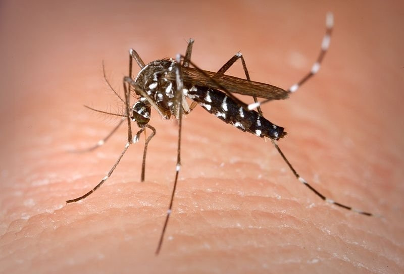 Muỗi là loài vật trung gian truyền rất nhiều bệnh nguy hiểm cho con người.