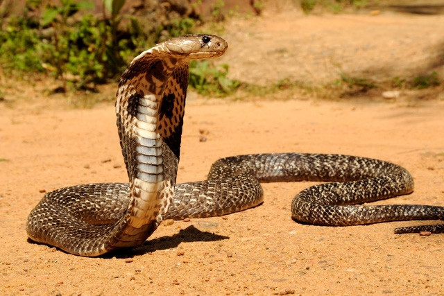 Mỗi năm, số người tử vong do rắn hổ mang Châu Á lên tới con số đáng báo động.