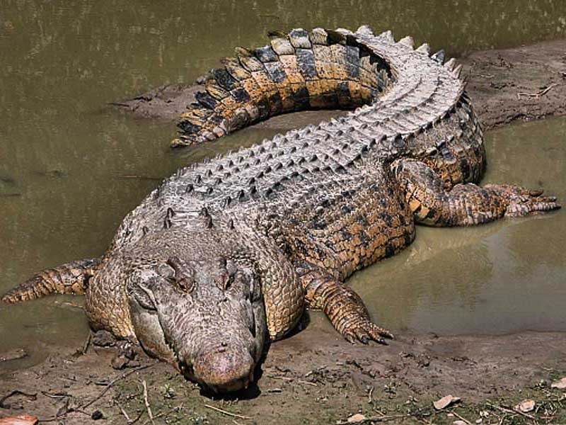 Hình ảnh một con cá sấu nước mặn với thân hình to lớn.