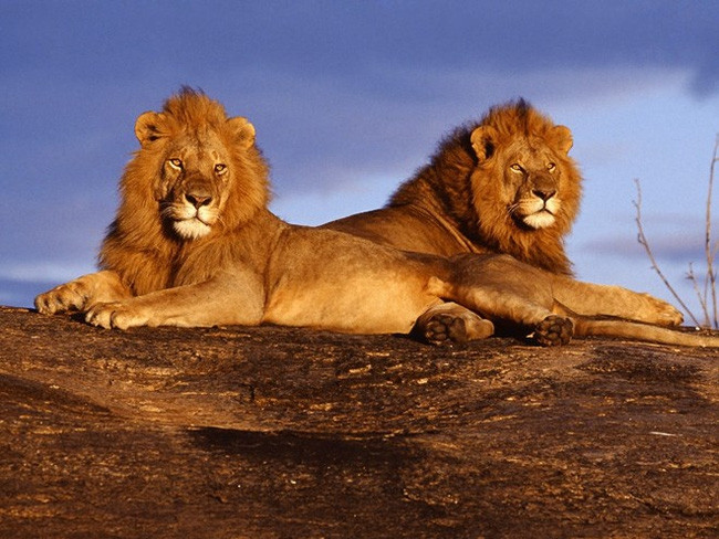 Mỗi năm, tính riêng ở Tanzania, số người thiệt mạng vì sư tử Châu Phi lên đến 70 người.