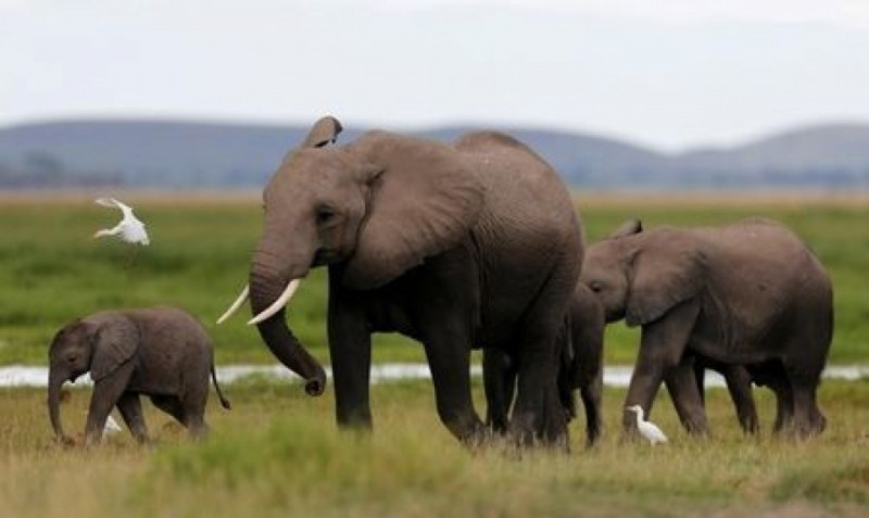 Voi rừng Châu Phi với trọng lượng lên đến 16 tấn, là loài voi giết người nhiều nhất.