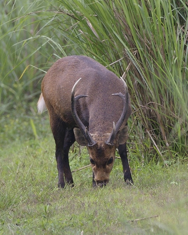 Hươu Vàng