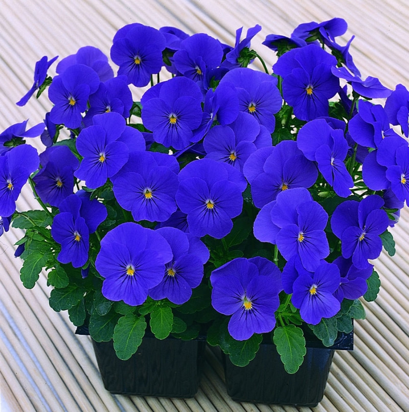 Nàng Viola xanh tím mê hoặc lòng người
