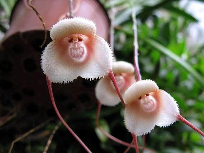 Hoa mặt khỉ hay hoa lan hầu tử (Dracula simia)