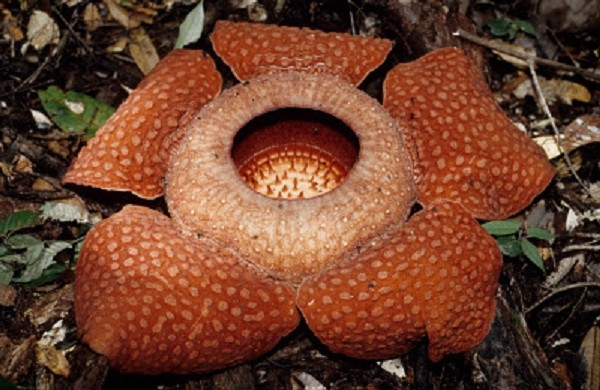 Cây Rafflesia arnoldii