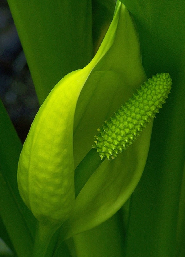 Cây Lysichiton americanus