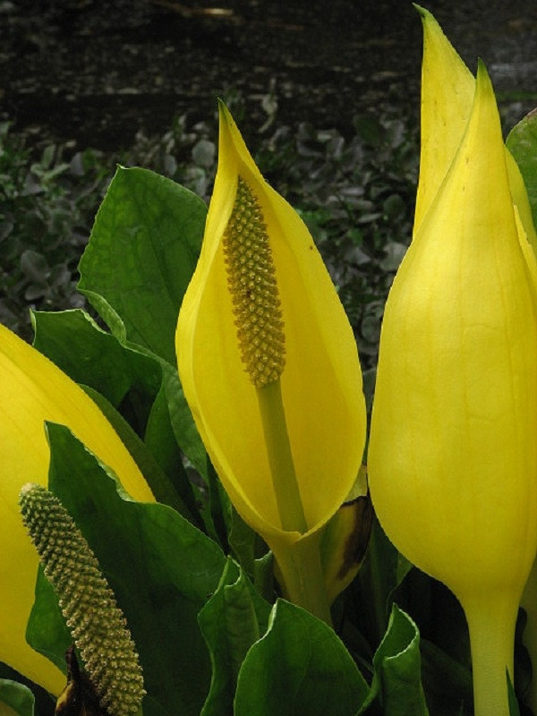 Lysichiton americanus