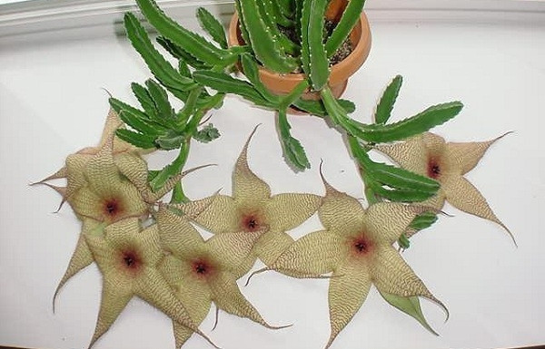 Hoa Stapelia gigantea