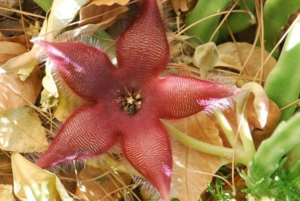 Hoa Stapelia gigantea