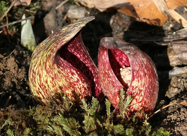 Bắp cải Symplocarpus foetidus