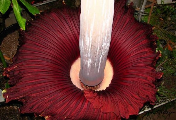 Cây Amorphophallus titanium