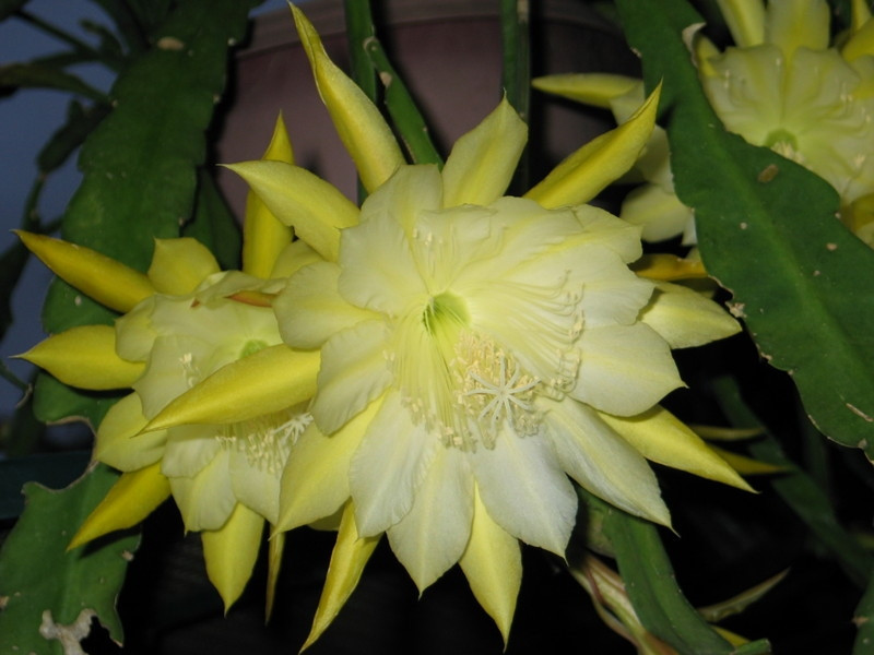 Hoa lyly