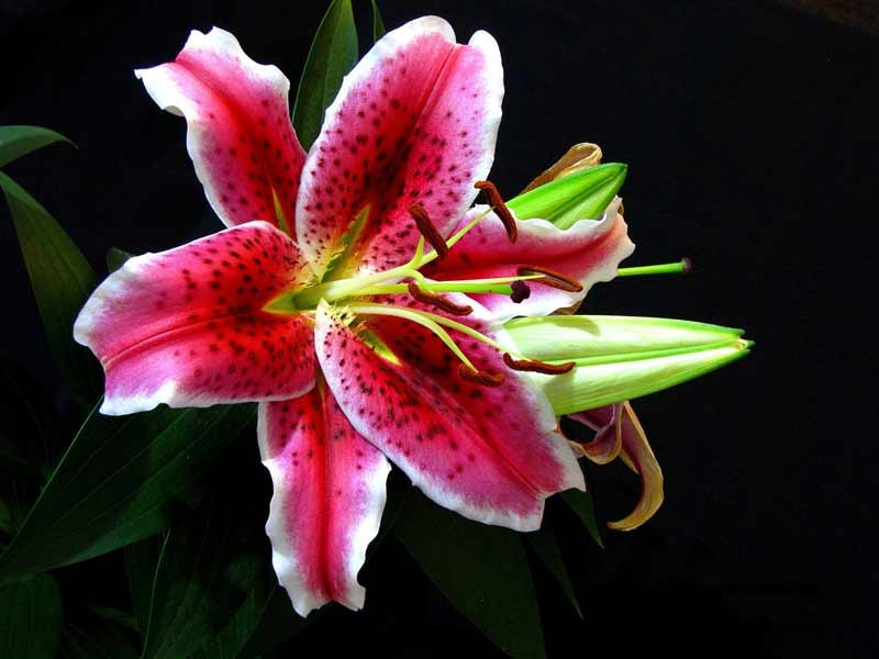 Lily thung lũng – loài hoa mang vẻ đẹp kiêu hãnh