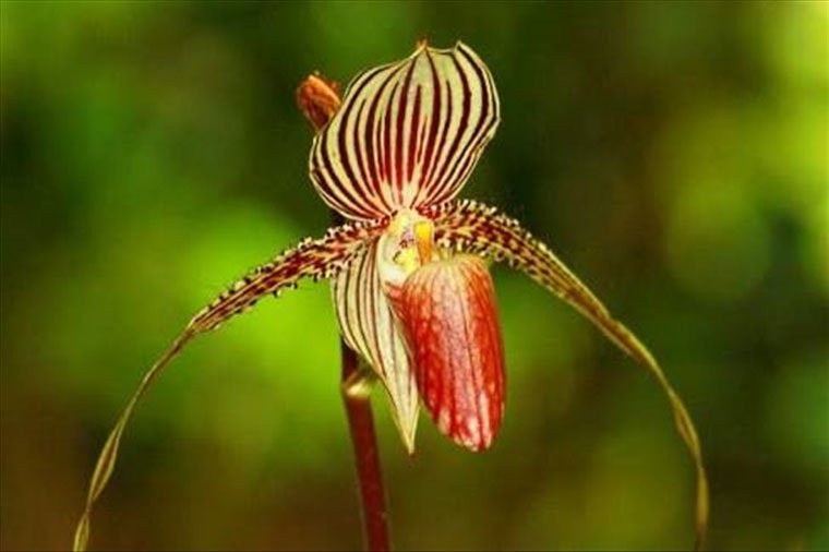 Hoa vàng của Kinabalu Orchid