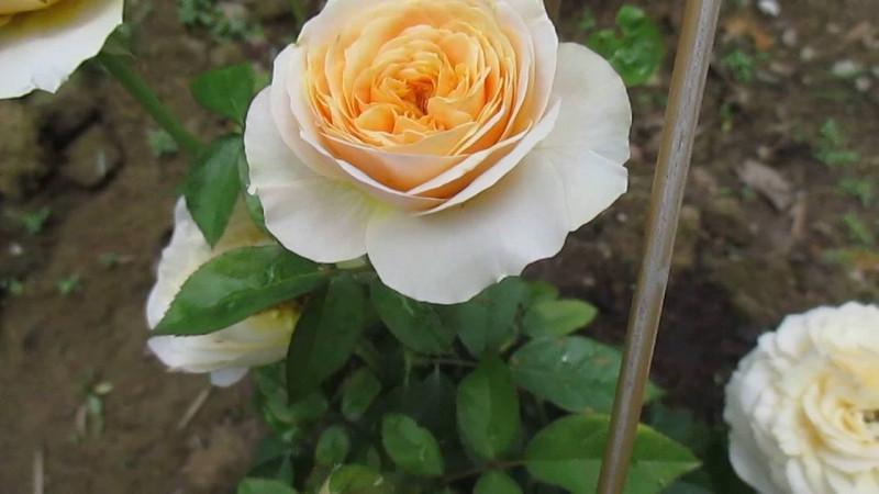 Hoa hồng Juliet