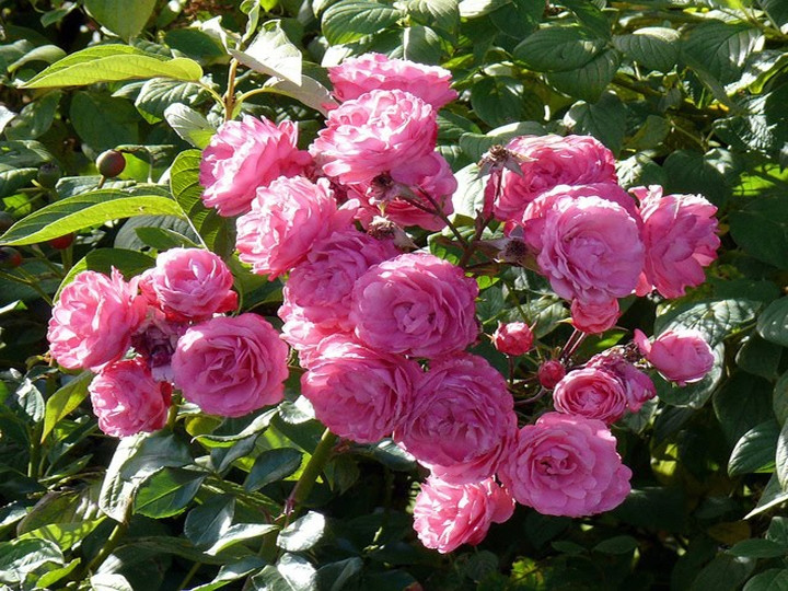 Hoa tường vi hồng
