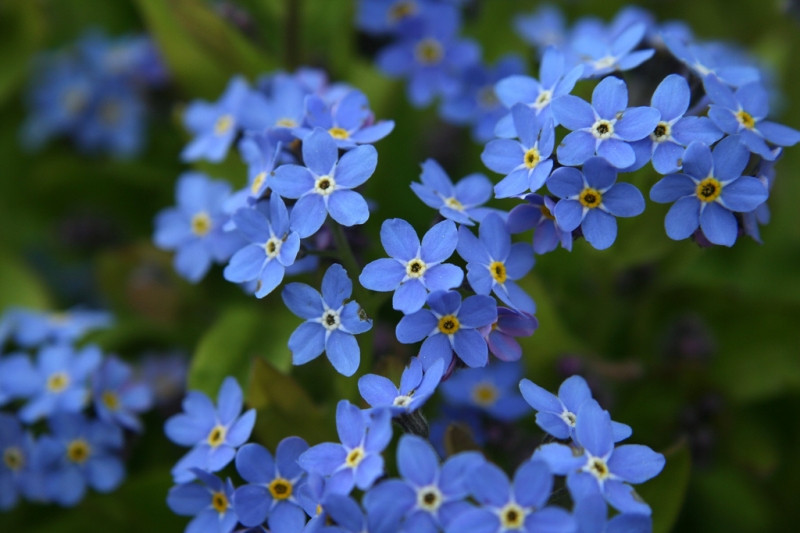Hoa lưu ly với sắc xanh đặc trưng