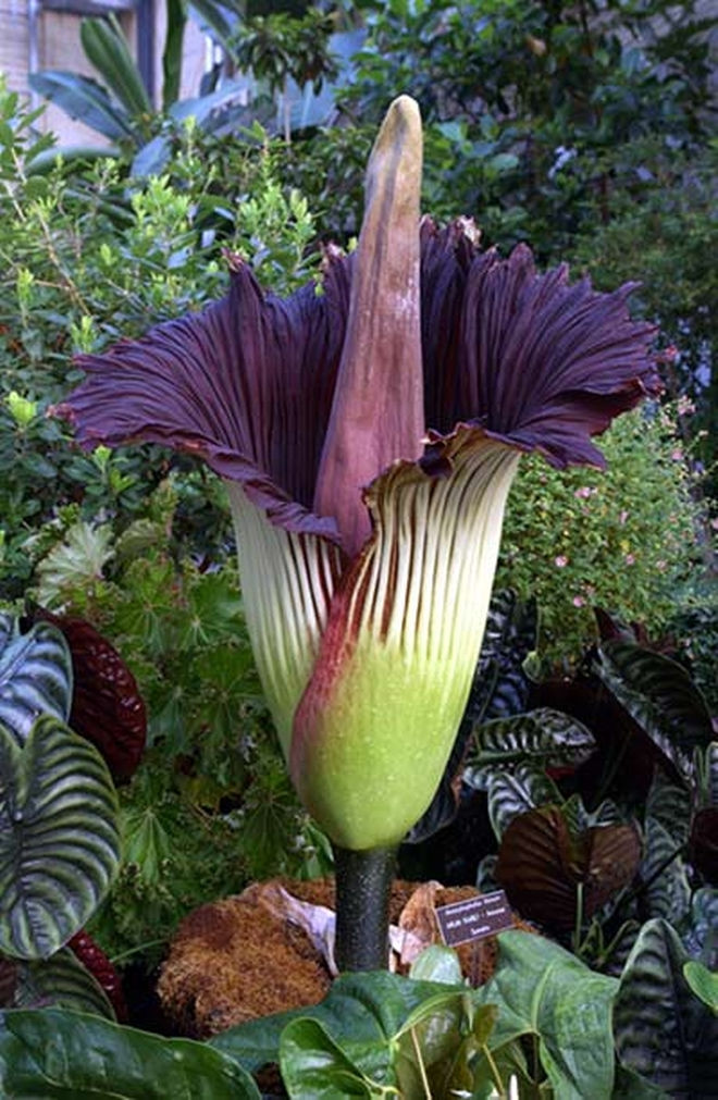 Hoa xác thối là loài hoa lớn nhất và nặng mùi nhất trên thế giới.