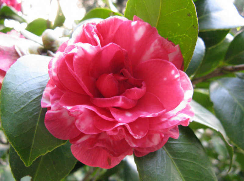 Hoa trà Middlemist đỏ là loài hoa hiếm thuộc hàng bậc nhất thế giới