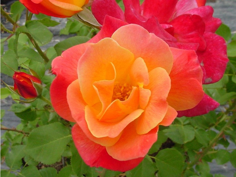 Hoa hồng Joseph Coat