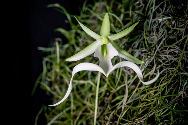 Hoa Epipogium aphyllum