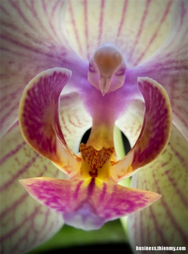 Hoa Phalaenopsis
