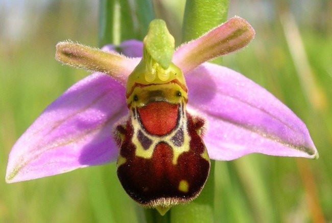 Hoa Ophrys bomyblifora