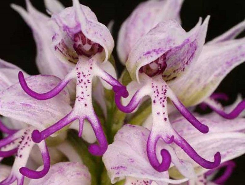 Hoa Orchis Italica