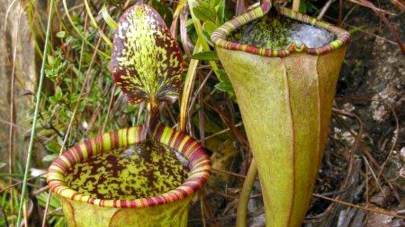 Hoa nắp ấm khổng lồ (Nepenthes attenboroughii)