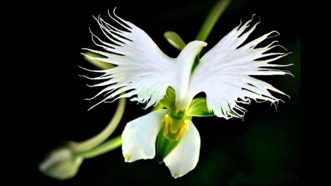 Habenaria Radiata, hoa cò trắng - White Egret orchid