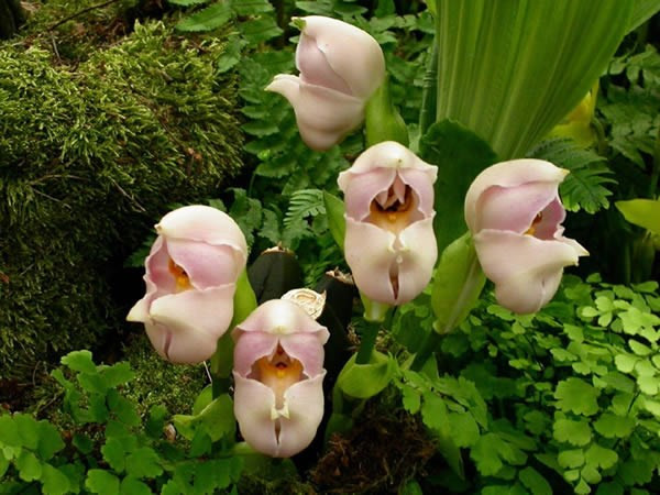 Hoa có mùi thơm ngọt rất dễ chịu, thu hút nhiều loài côn trùng đến thụ phấn.