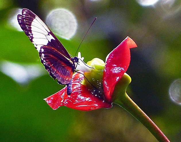 Hoa đặc biệt rất thu hút các loài côn trùng như ruồi, ong, bướm tới để thụ phấn.