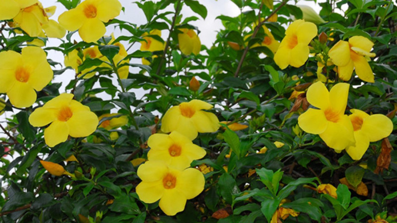 Hoa hoàng thảo mọc ở đầu cành có năm cánh mềm và mỏng với màu vàng rực rỡ
