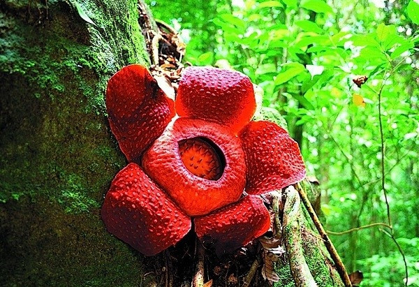 Hoa Rafflesia