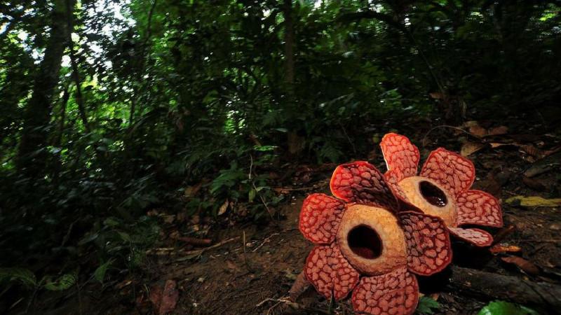 Hoa Rafflesia